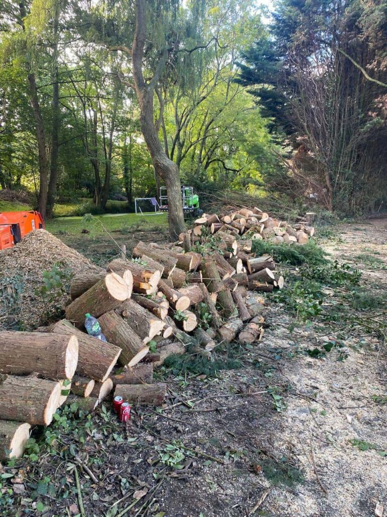 This is a photo of a wood area which is having multiple trees removed. The trees have been cut up into logs and are stacked in a row. Earls Barton Tree Surgeons